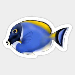 Acanthurus leucosternon Sticker